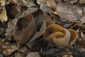 Attēlu rezultāti vaicājumam “Otidea bufonia”