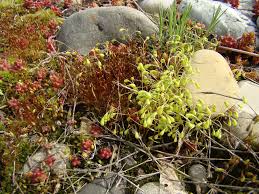 Attēlu rezultāti vaicājumam “Funaria hygrometrica sporophyte”