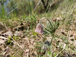 Attēlu rezultāti vaicājumam “Pulsatilla pratensis flower”