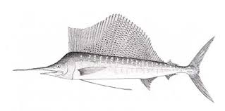 Image result for Istiophorus platypterus