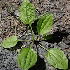 Attēlu rezultāti vaicājumam “Plantago uniflora leaf”