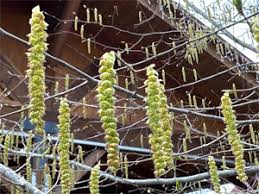 Attēlu rezultāti vaicājumam “Carpinus caroliniana female flower”