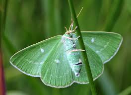 Attēlu rezultāti vaicājumam “Thetidia smaragdaria”