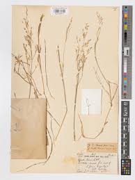 Attēlu rezultāti vaicājumam “Agrostis canina”