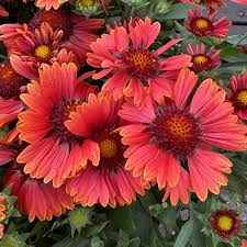 Image result for Gaillardia