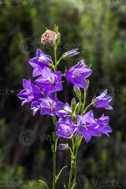 Attēlu rezultāti vaicājumam “Campanula latifolia flower”