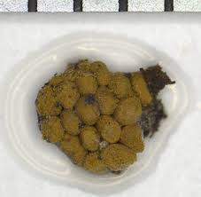 Attēlu rezultāti vaicājumam “Oligonema favogineum spores”