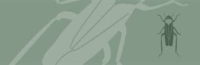 Attēlu rezultāti vaicājumam “Paramesus obtusifrons”