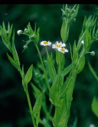 Attēlu rezultāti vaicājumam “Erigeron annuus”