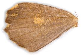 Attēlu rezultāti vaicājumam “Angerona prunaria”