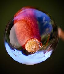 Attēlu rezultāti vaicājumam “Lycogala fuscoolearium macro”