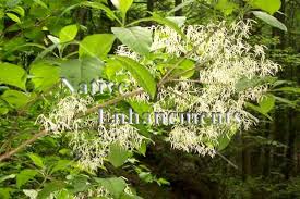 Attēlu rezultāti vaicājumam “Chionanthus virginicus”