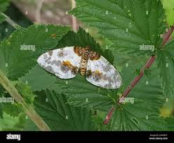Attēlu rezultāti vaicājumam “Abraxas sylvata larva”