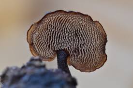 Attēlu rezultāti vaicājumam “Auriscalpium vulgare”