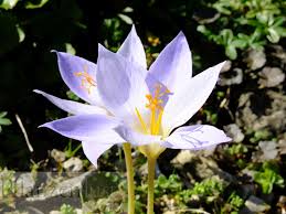 Image result for Herbstzeitlose