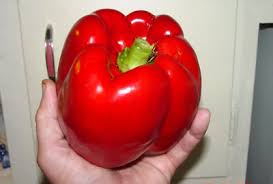 Afbeeldingsresultaat voor giant 3 sweet pepper
