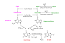 PURINES AND PYRIMIDINES
