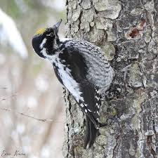 Attēlu rezultāti vaicājumam “Picoides tridactylus”