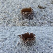 Attēlu rezultāti vaicājumam “Peziza ammophila”