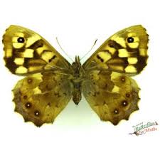 Attēlu rezultāti vaicājumam “Pararge aegeria underside”