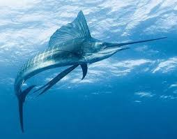 Image result for Xiphias gladius