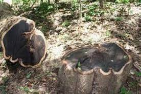 Image result for Blackwood