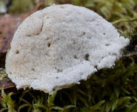 Attēlu rezultāti vaicājumam “Postia leucomallella”