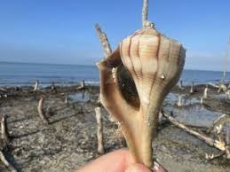 Image result for Sinistrofulgur perversum