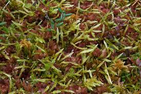 Attēlu rezultāti vaicājumam “Straminergon stramineum”