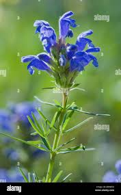 Attēlu rezultāti vaicājumam “Dracocephalum ruyschiana”