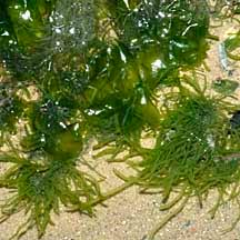 Attēlu rezultāti vaicājumam “Enteromorpha sp.”