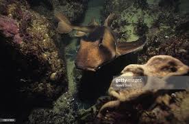 Image result for Heterodontus portusjacksoni