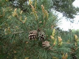 Attēlu rezultāti vaicājumam “Pinus sylvestris var. borussica”