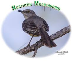 Image result for Mimus polyglottos