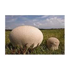 Attēlu rezultāti vaicājumam “Calvatia utriformis”