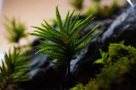 Attēlu rezultāti vaicājumam “Climacium dendroides sporophyte”