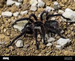 Znalezione obrazy dla zapytania Grammostola grossa