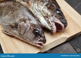 Image result for Sciaena umbra