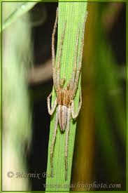 Attēlu rezultāti vaicājumam “Tibellus oblongus”