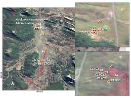 Attēlu rezultāti vaicājumam “Sanionia uncinata  sporophyte”