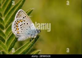 Attēlu rezultāti vaicājumam “Plebejus argyrognomon underside”