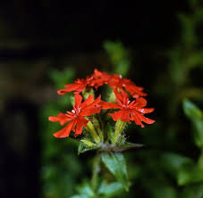 Attēlu rezultāti vaicājumam “Caryophyllaceae”