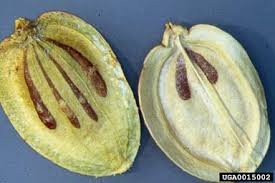 Attēlu rezultāti vaicājumam “Heracleum sosnowskyi fruit”