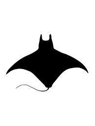 Image result for Mobula tarapacana