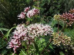 Image result for Eupatorium cannabinum