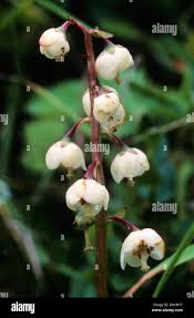 Attēlu rezultāti vaicājumam “Pyrola media”