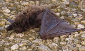 Attēlu rezultāti vaicājumam “Myotis brandtii”