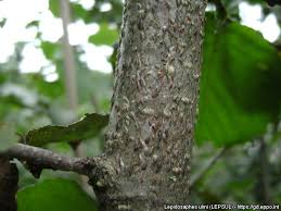 Attēlu rezultāti vaicājumam “Lepidosaphes ulmi imago”