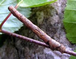 Attēlu rezultāti vaicājumam “Crocallis elinguaria imago”