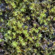 Attēlu rezultāti vaicājumam “Dichodontium pellucidum”